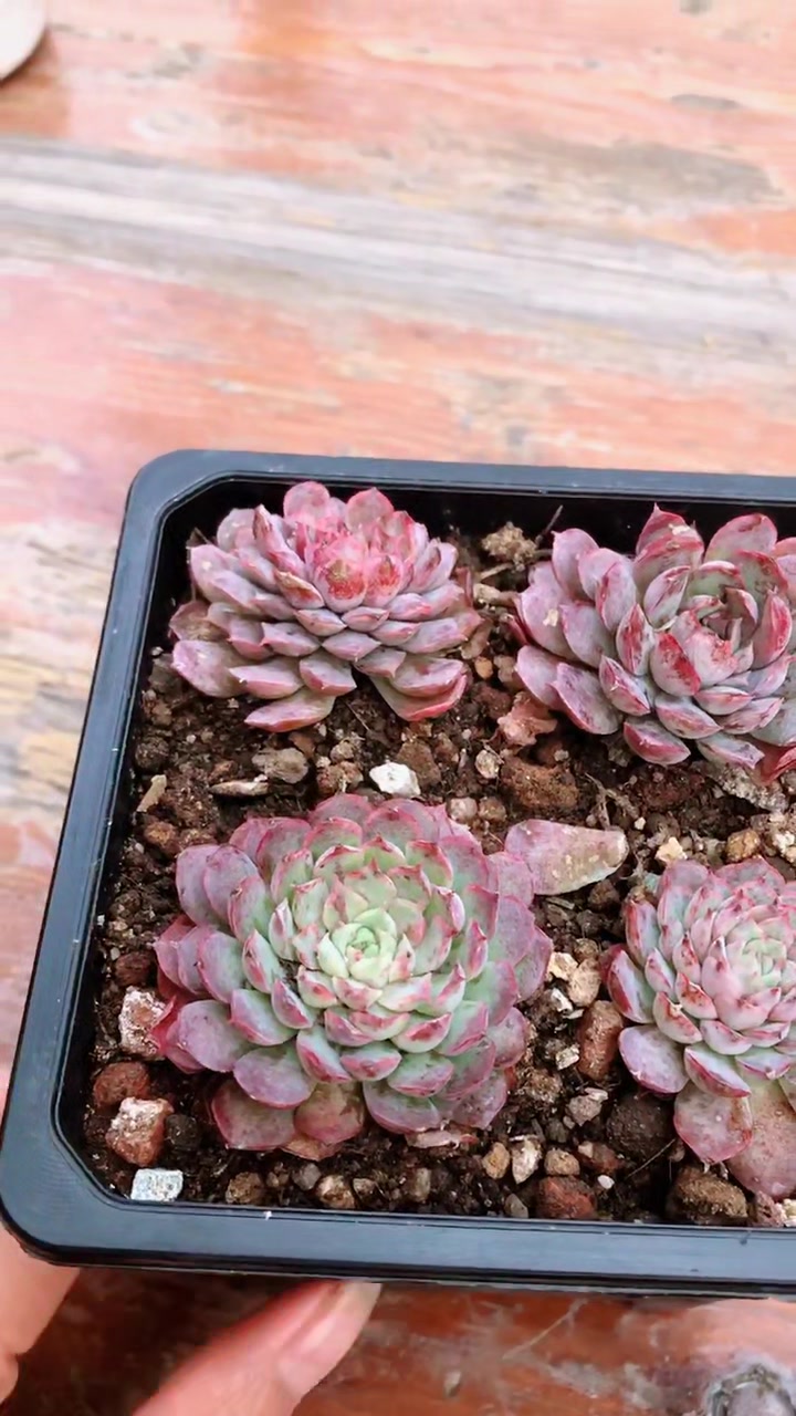 水蜜桃、吉娃娃、杨贵妃是同一个品种多肉,你踩雷了吗……