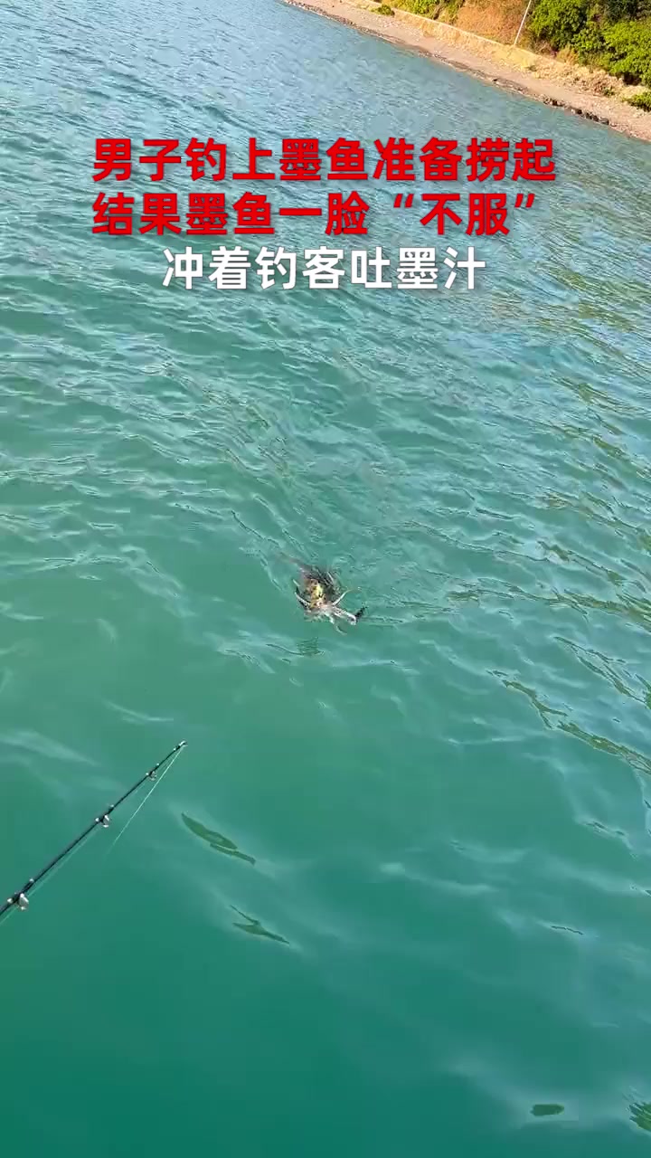 男子钓上墨鱼准备捞起,结果墨鱼一脸“不服”,冲着钓客吐墨汁