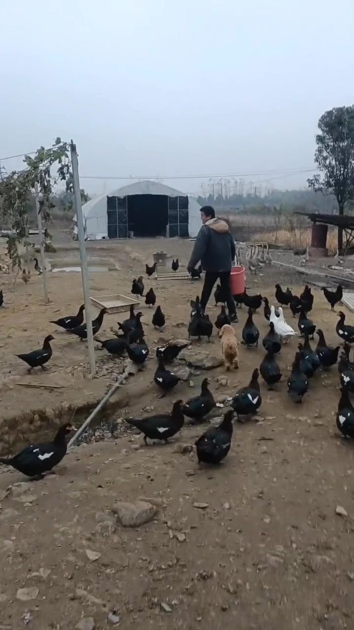 喂鸭子啦!今天喂的是稻谷