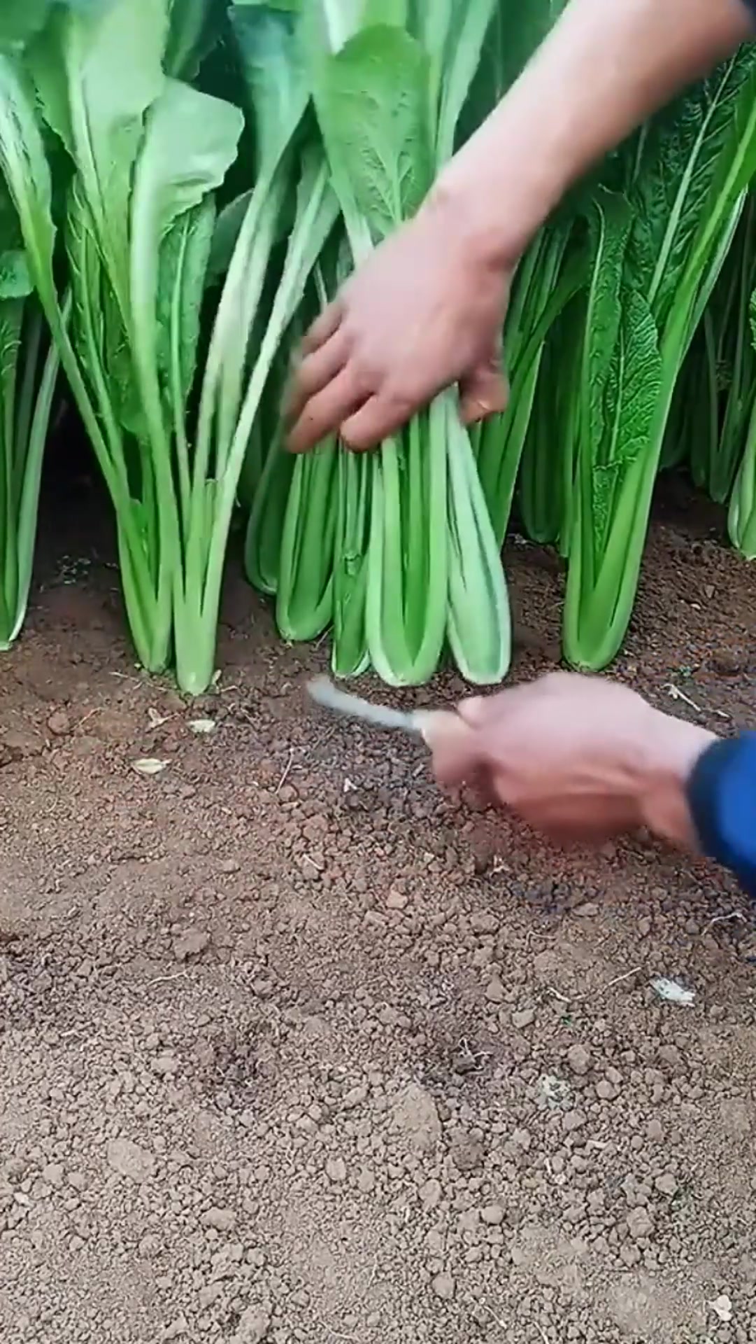 什么叫有机蔬菜,眼前一幕,终于明白超市为啥卖的这么贵了