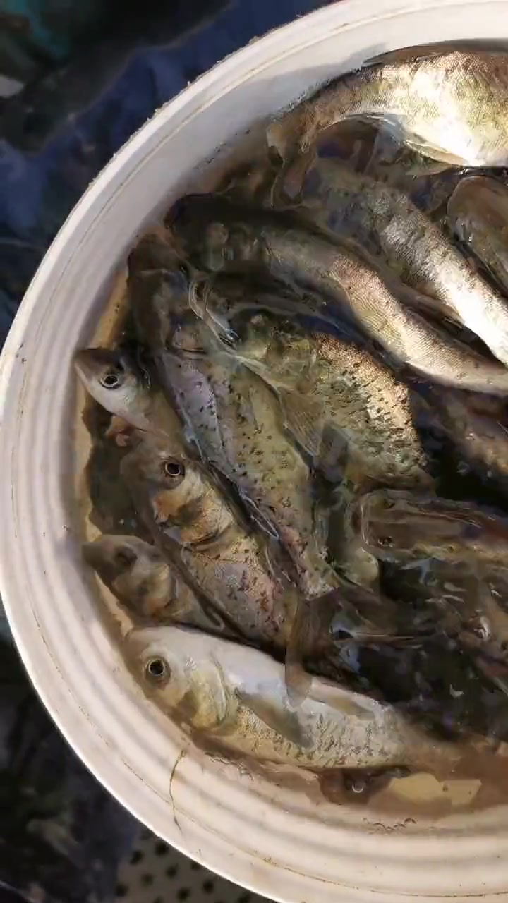 潮州鱼苗场揭阳鱼苗场大头鱼苗场