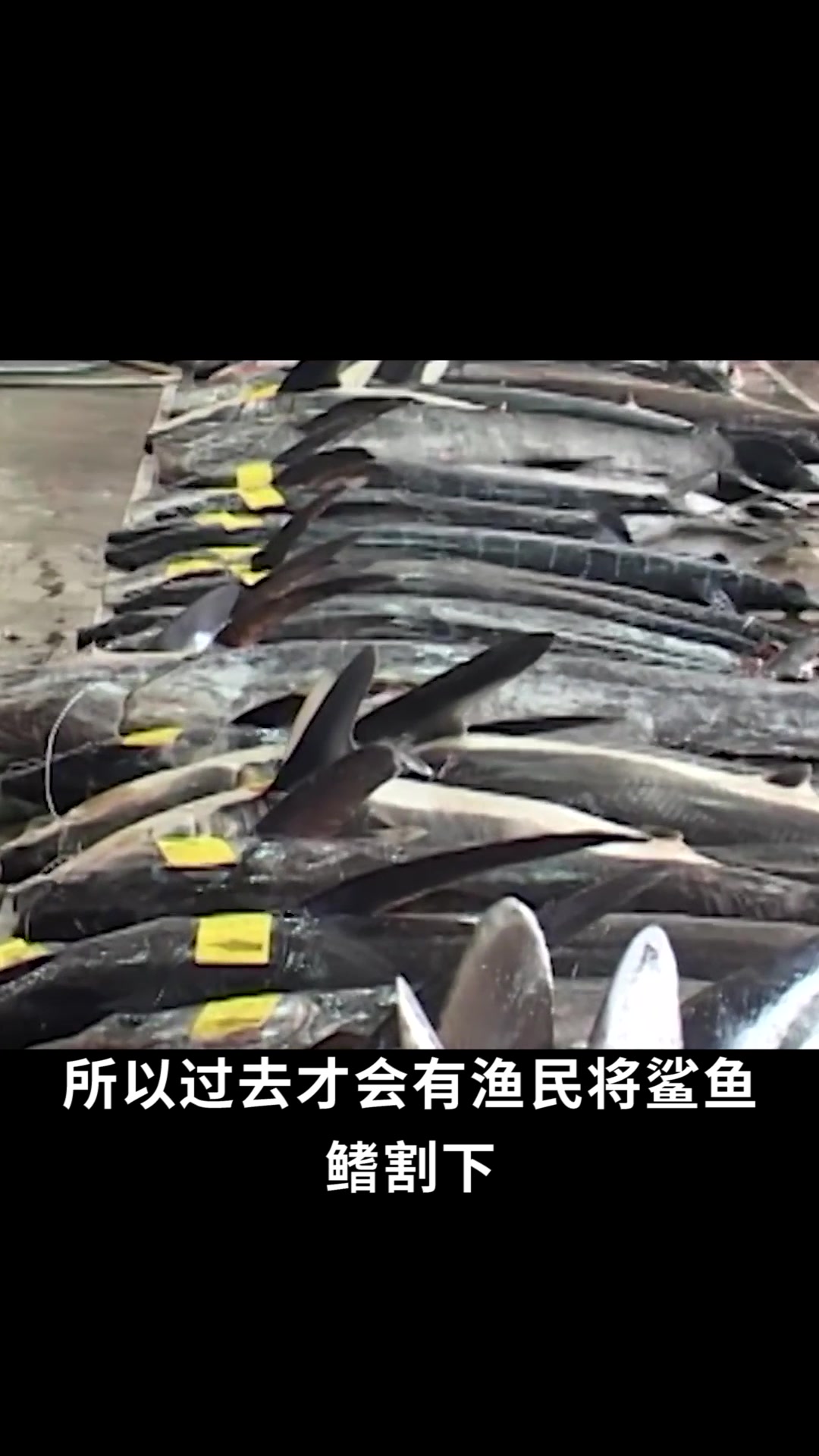 为什么虎鲸只吃大白鲨的肝脏,而不吃它们的肉呢?