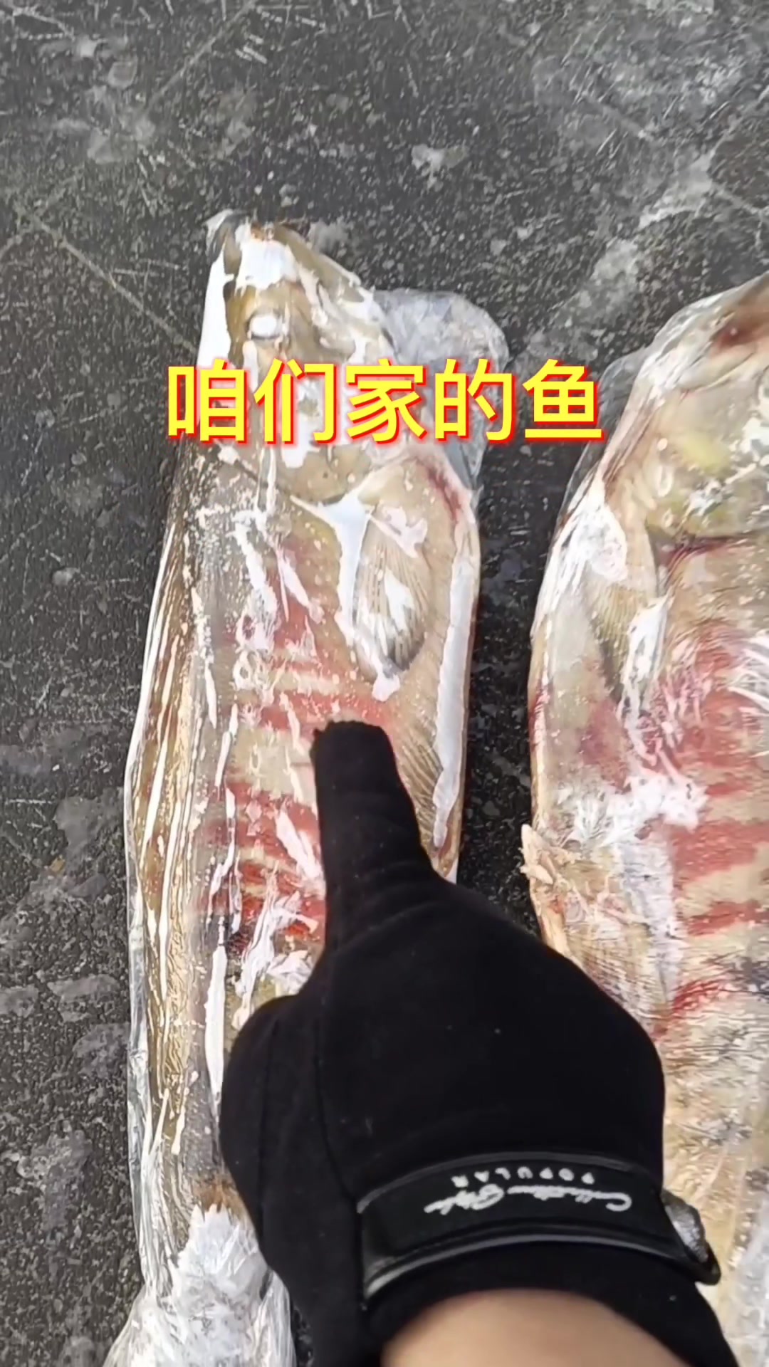 大马哈鱼,乌苏里江鱼