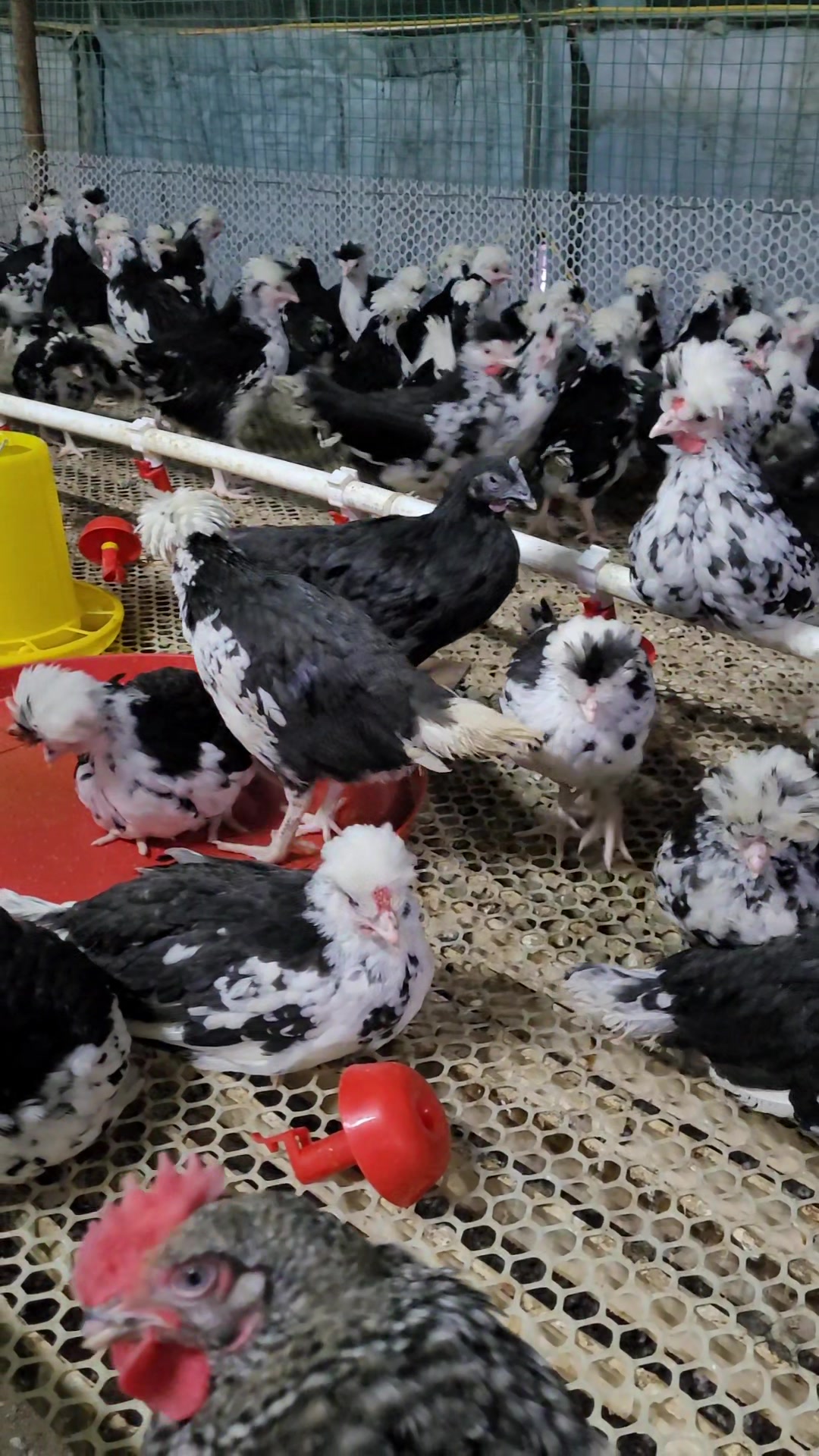 贵妃鸡公母都有,产蛋量高