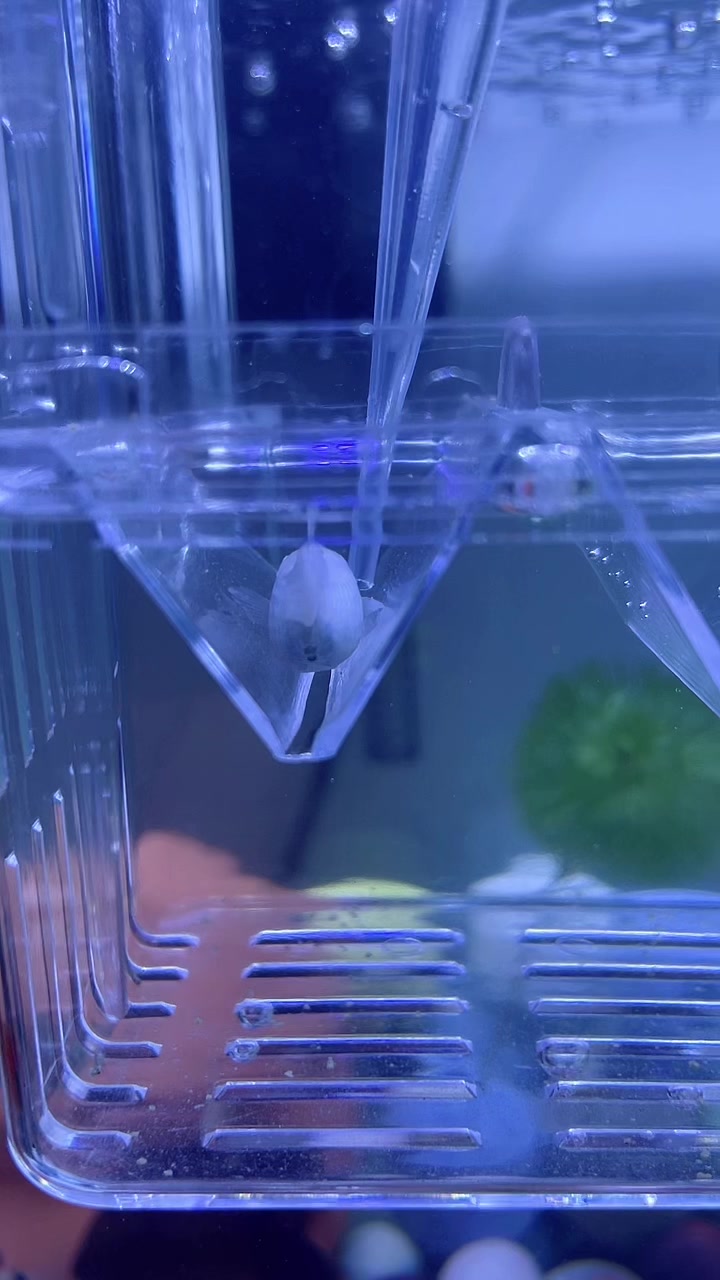 白玛丽球鱼是要生产了吗?有点担心难产怎么办?