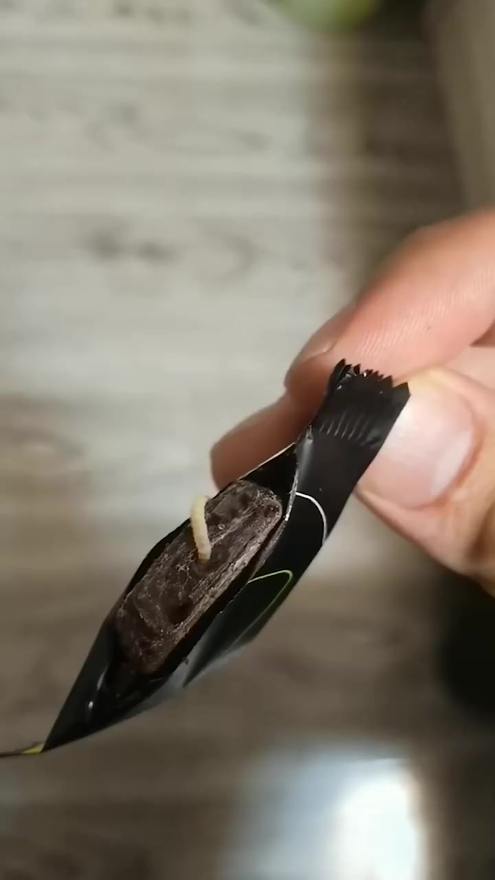 【网曝德芙巧克力中吃出活虫 客服:请封存产品 已反馈】12月21日,辽宁抚顺,市民岳先生称