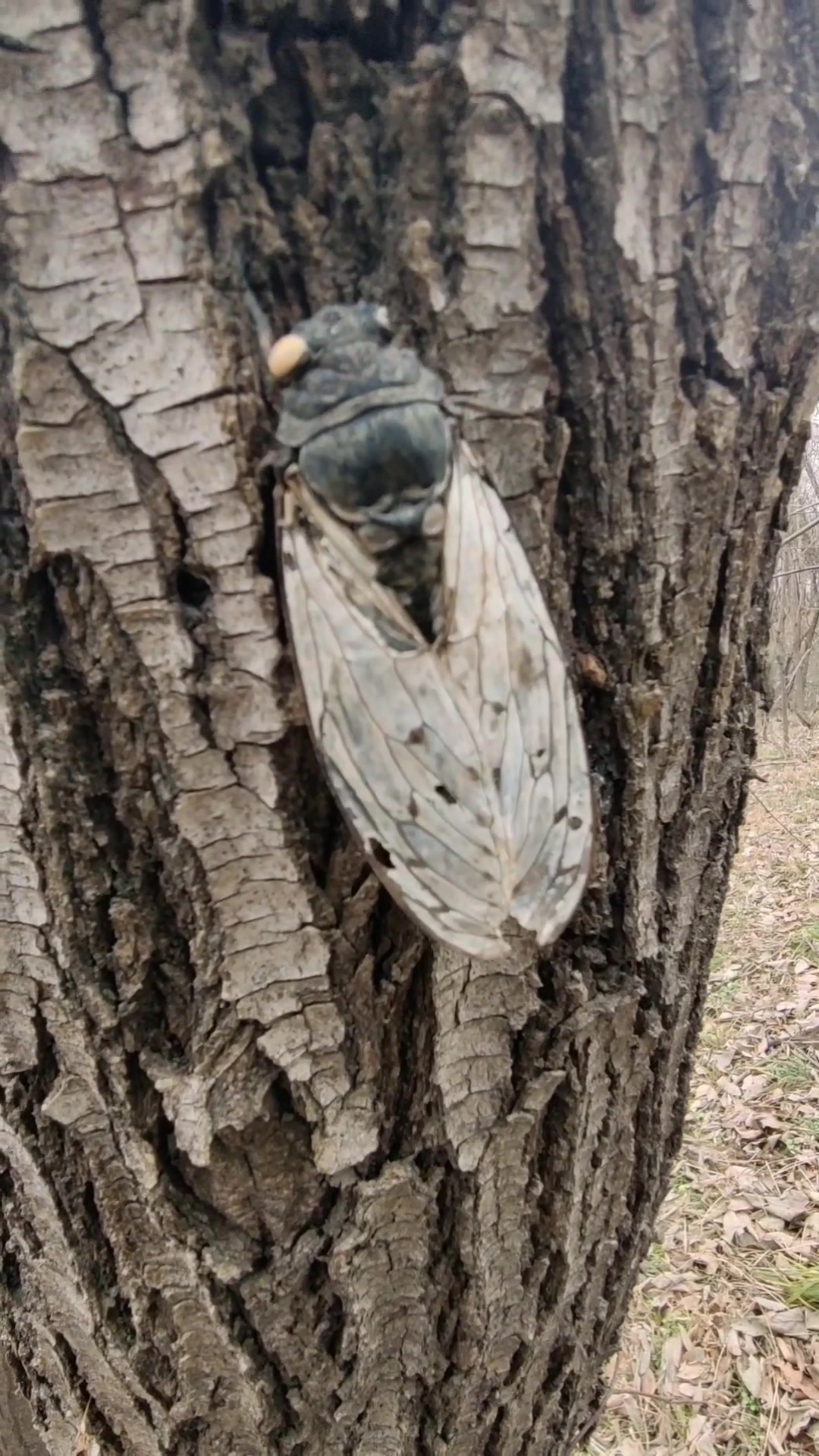 老道人巡山发现鸡骨头木