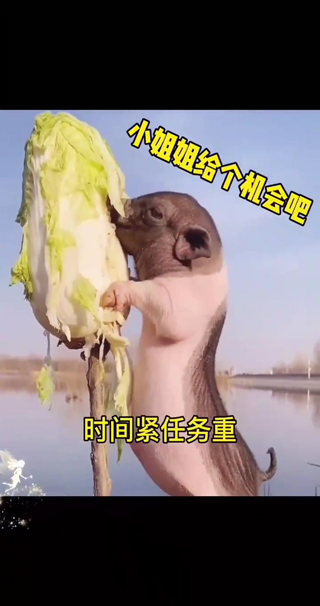 小白菜,给个机会吧,撩妹表情包