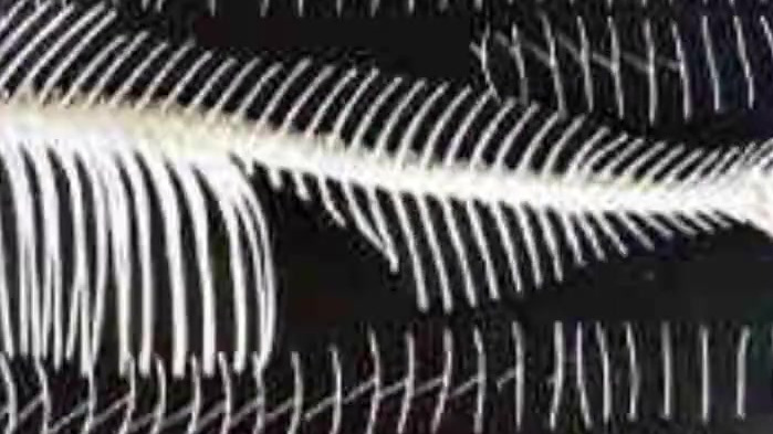 【吃鱼不吐刺或将成为现实,华中农大成功培育出第一代少刺鱼】近日,湖北武汉。华中农业大学水产