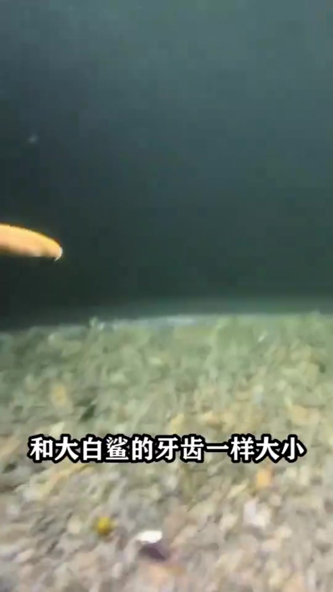 这种鱼,连鳄鱼看到了都得躲着走