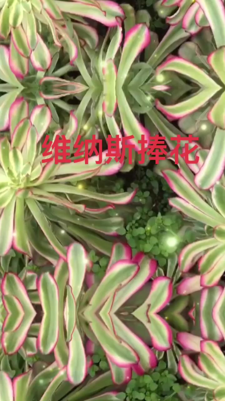 多肉法师系列之维纳斯