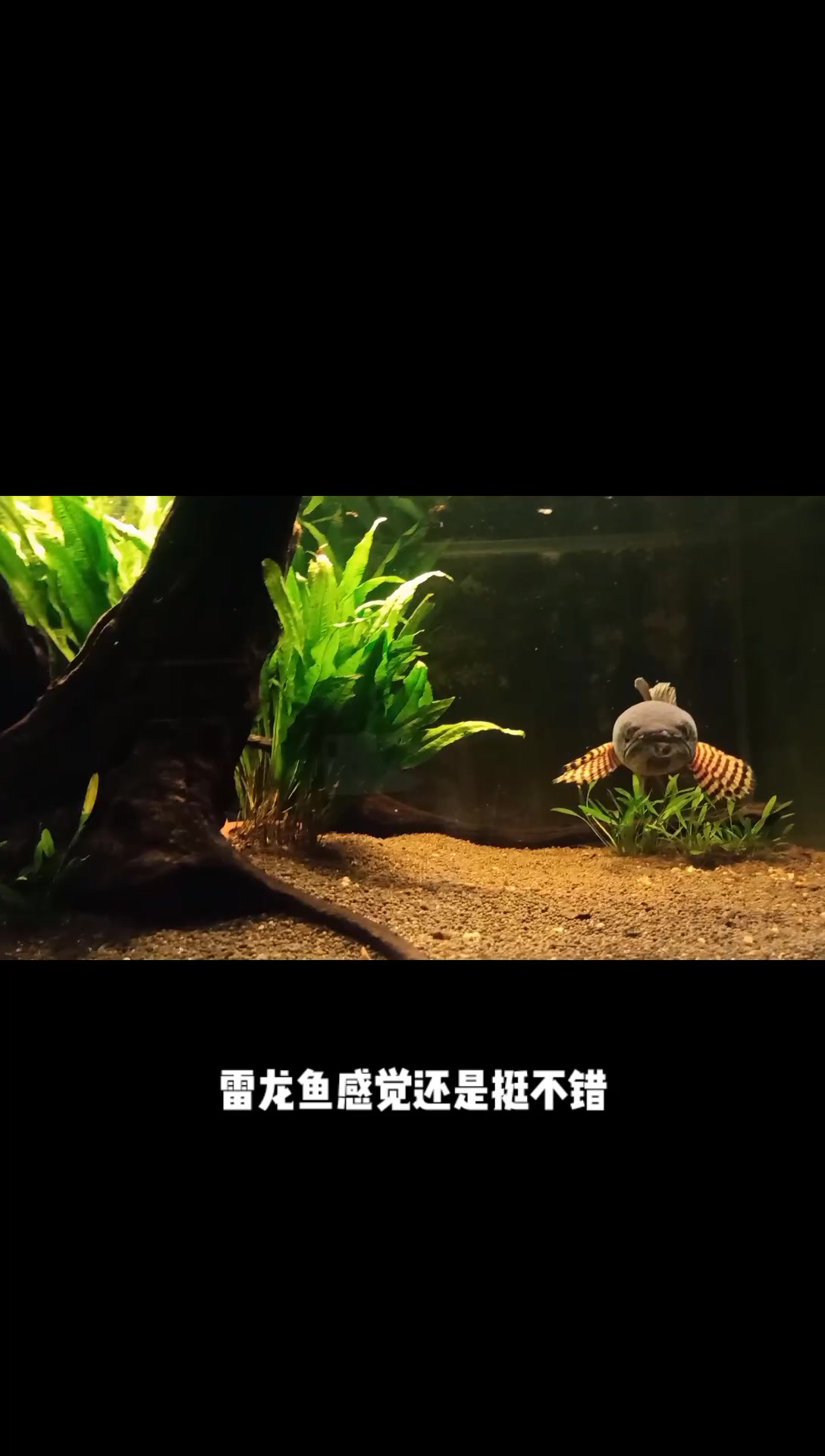 小胡精品水族 雷龙鱼