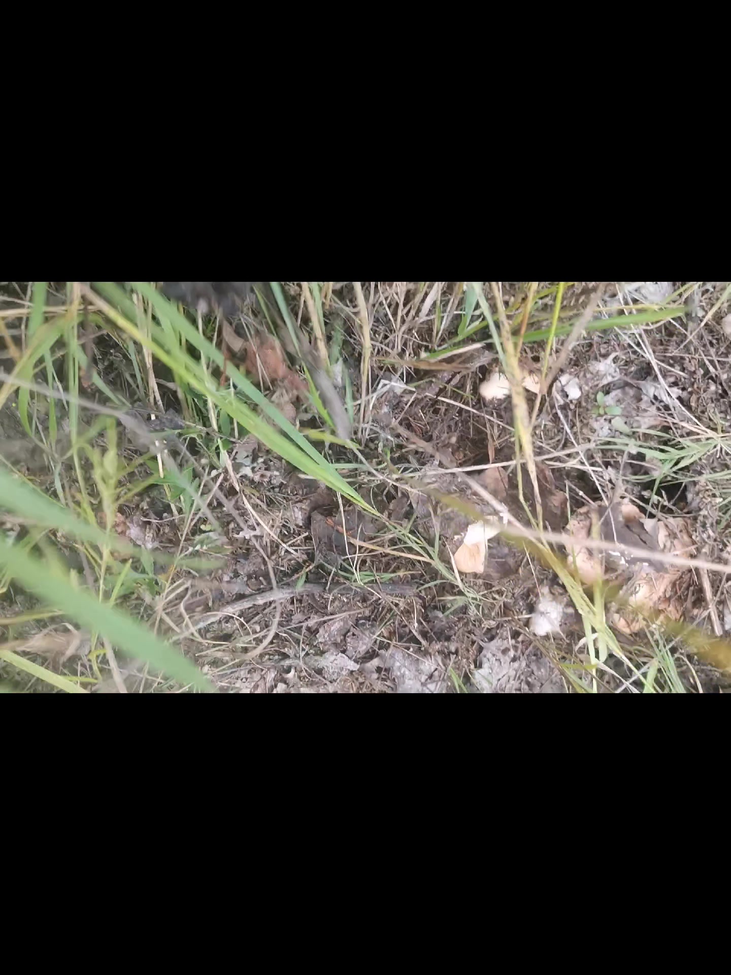 草原蘑菇大丰收的季节