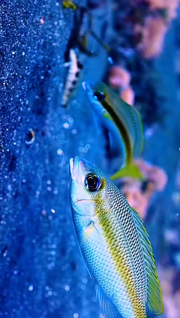 海底世界小丑鱼水下摄影