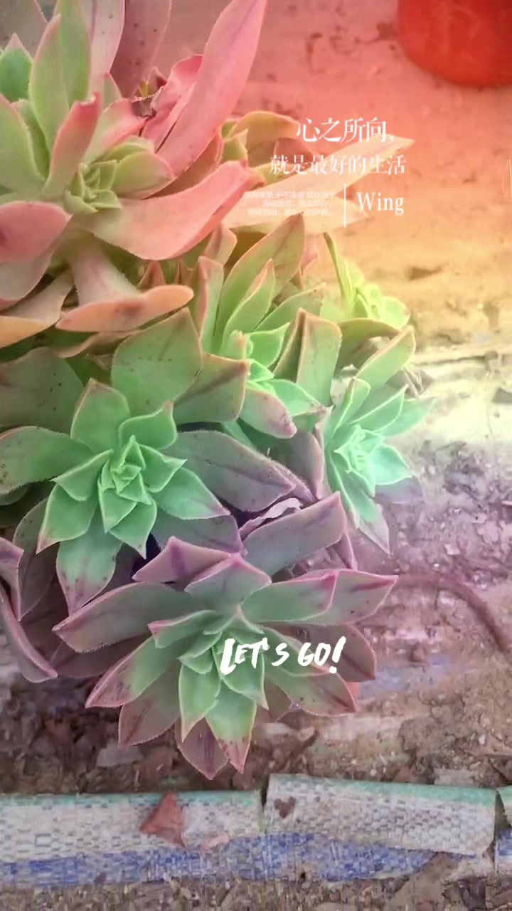 多肉法师系列之众赞曲