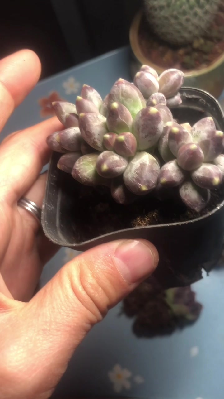 咱也来个多肉开箱视频,有自己最爱的库苏,警告自己不要再买多肉