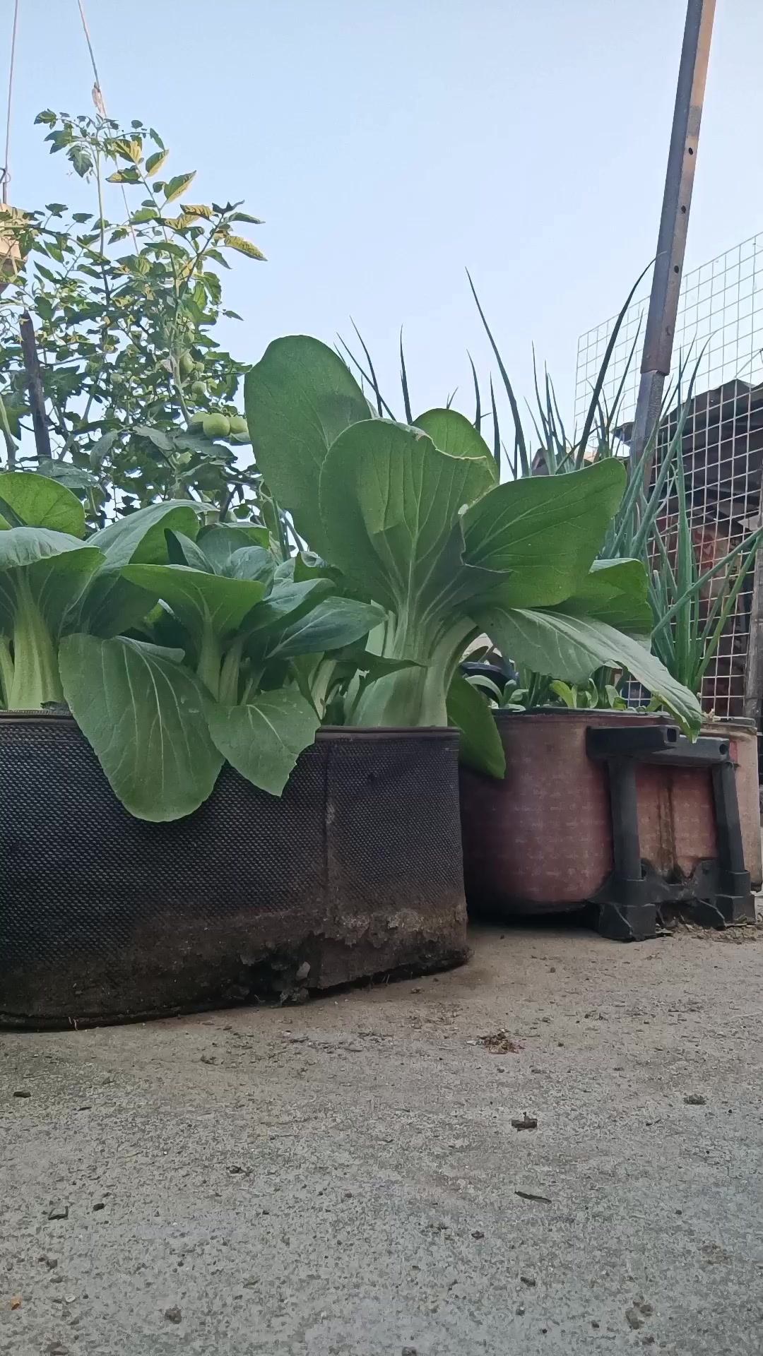 今天用青菜头炒腊肉