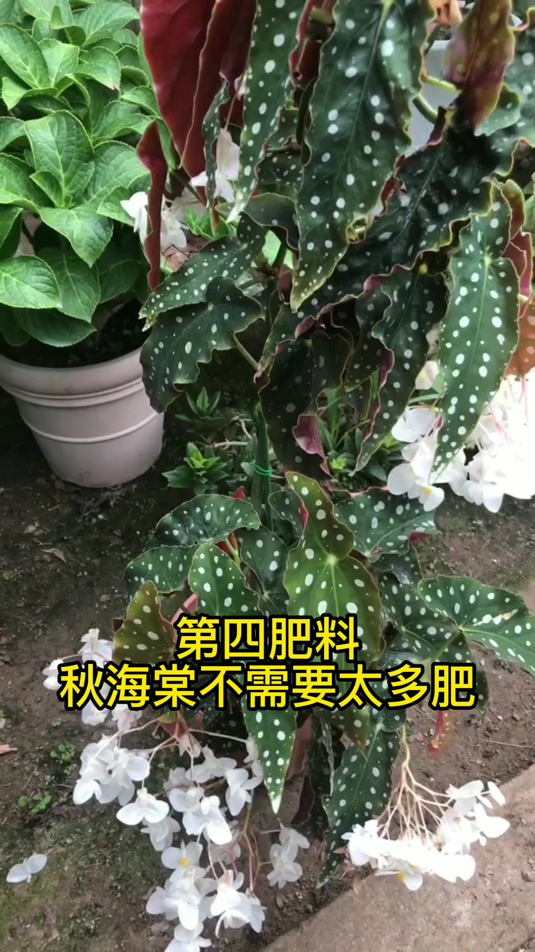 网红鳟鱼秋海棠的养护技巧