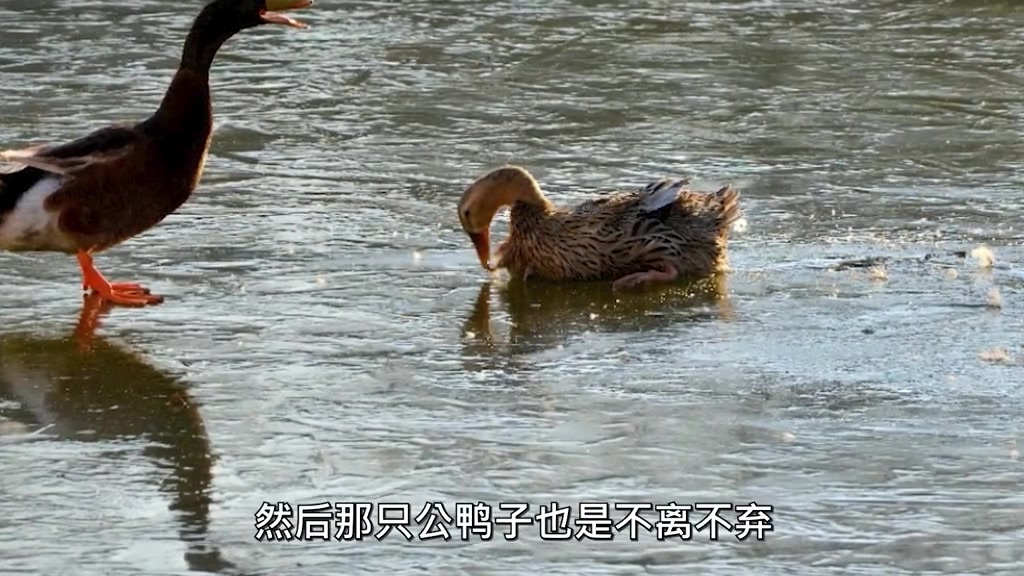 【母鸭河面下蛋被冻公鸭摇尾呼救,高校工作人员跪冰面解救鸭鸭】12月27日,河南焦作。一只母