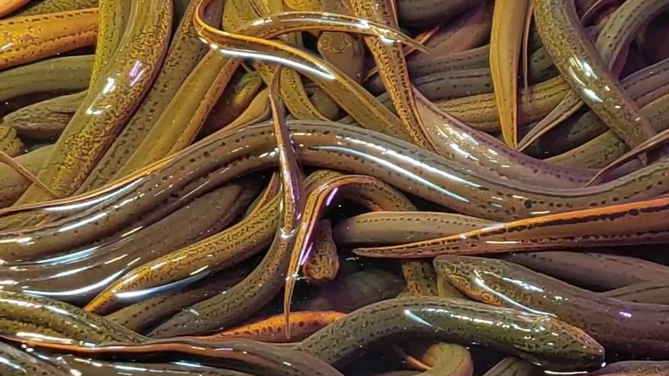 广州沙园市场,边炉食材指引,淡水水产是基本盘。水库大生鱼(乌鳢)好大条,每斤18。生鱼起片