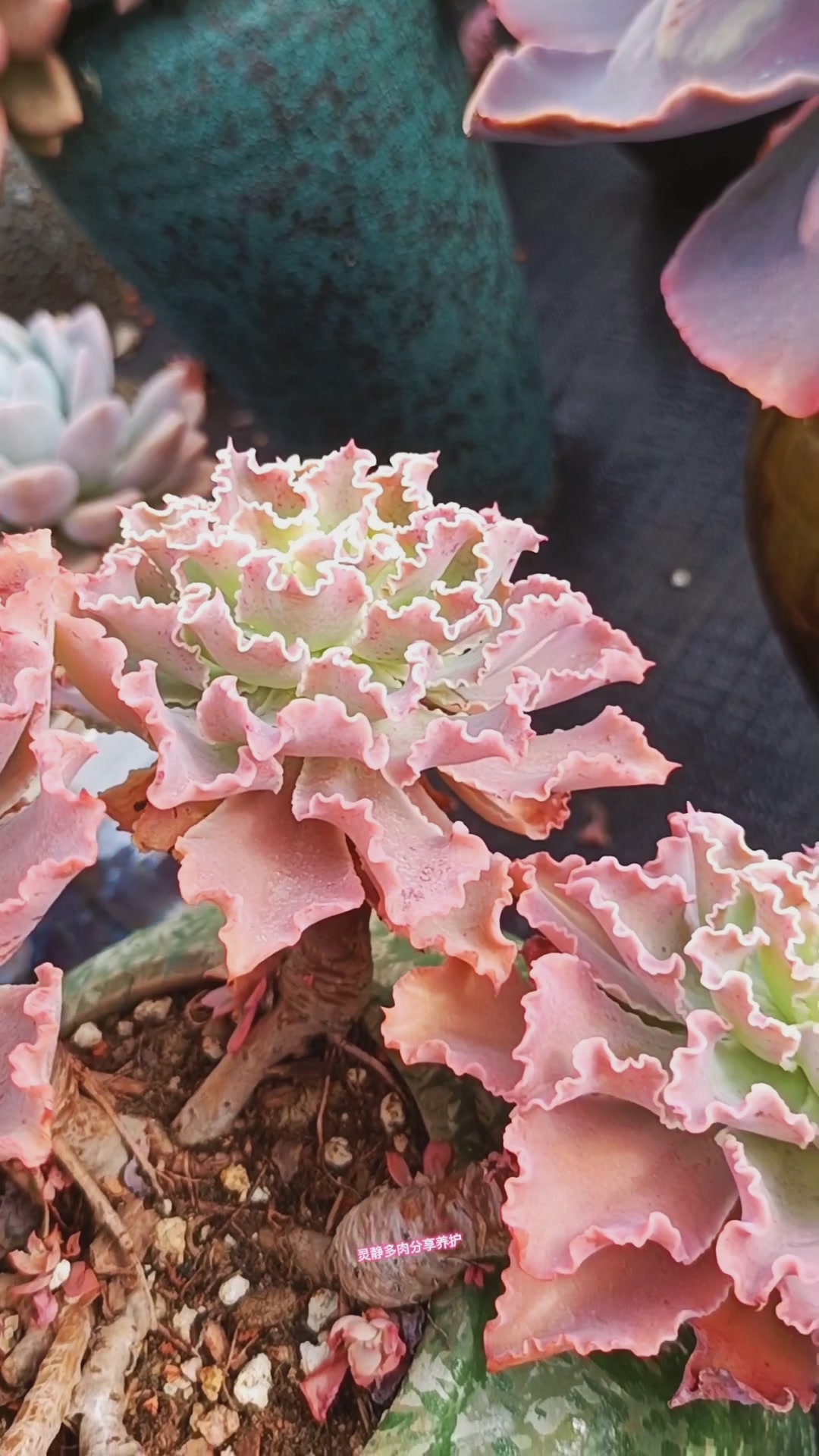 蓝狐原来可以这么漂亮,这算不算天花板