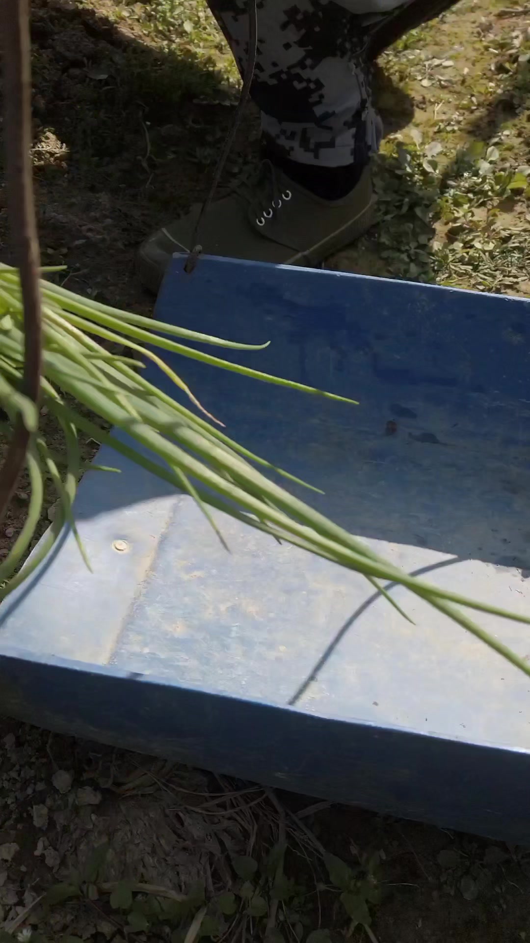 新年第一天到自家农场用柴火做一顿原汁原味的鸡煲粥