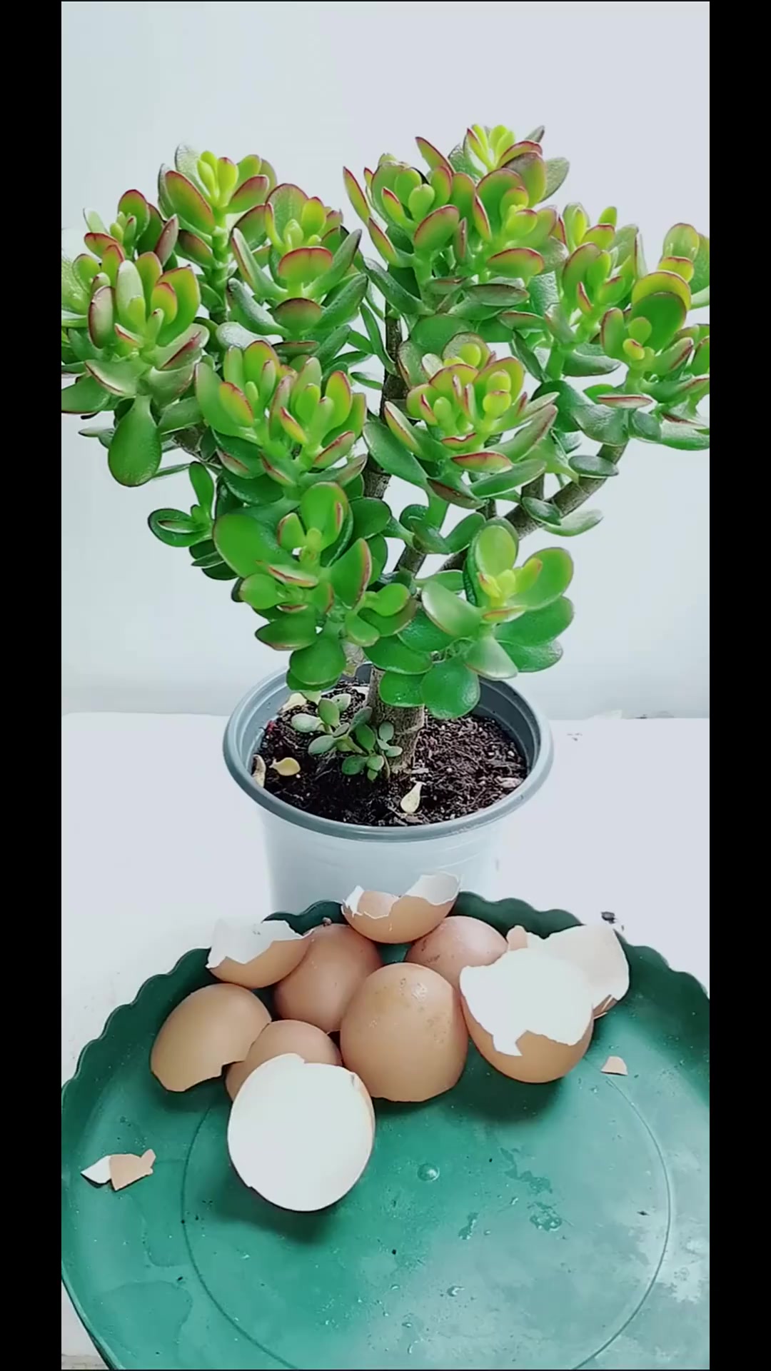 用鸡蛋壳养花,好处有很多,你知道吗