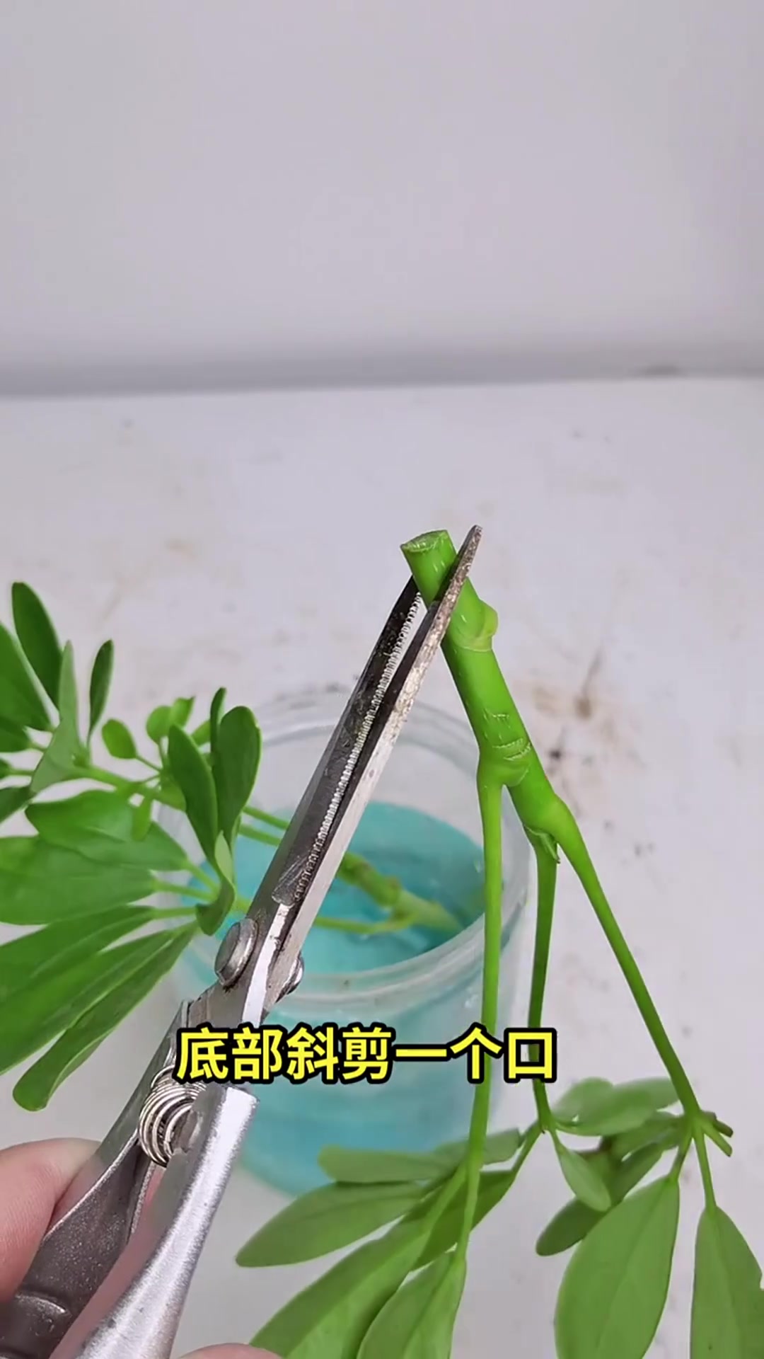 鸭脚木该怎么扦插,你知道吗