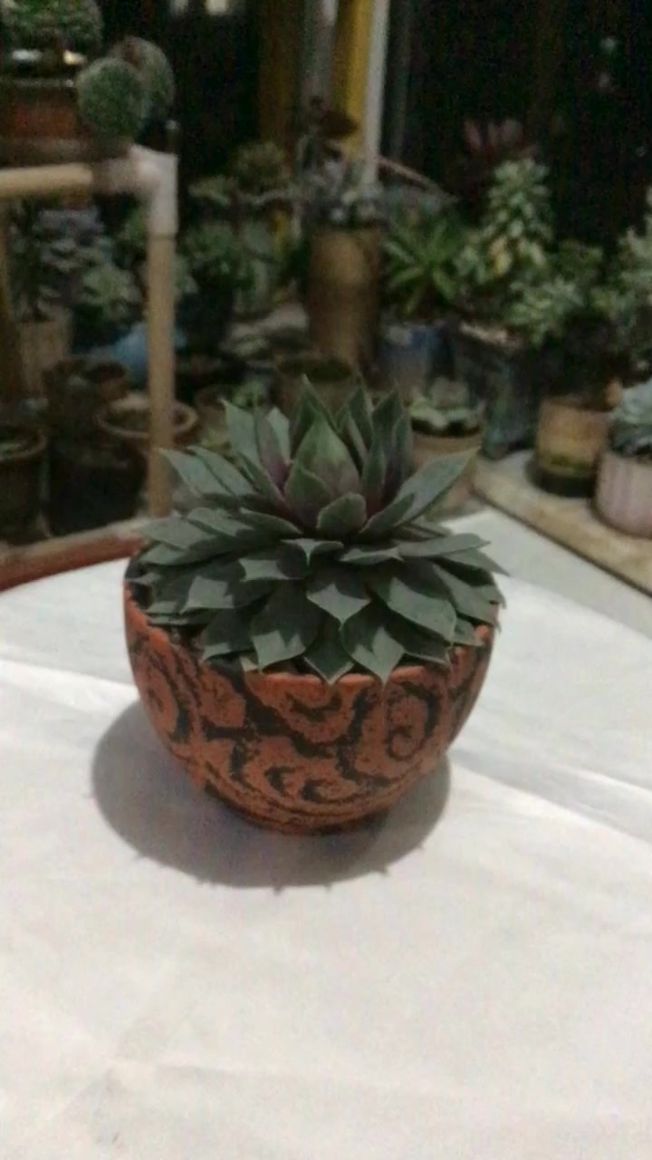 换盆一周的冰火芙蓉