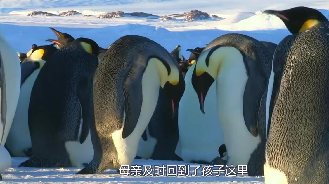 企鹅父母在养育小企鹅时,总是会一方带娃、另一方出门捕食,循环往复。但这就引出一个问题——企