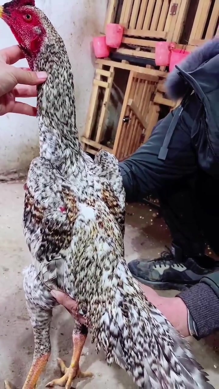 再来一个金背芦花四路爆头斗鸡