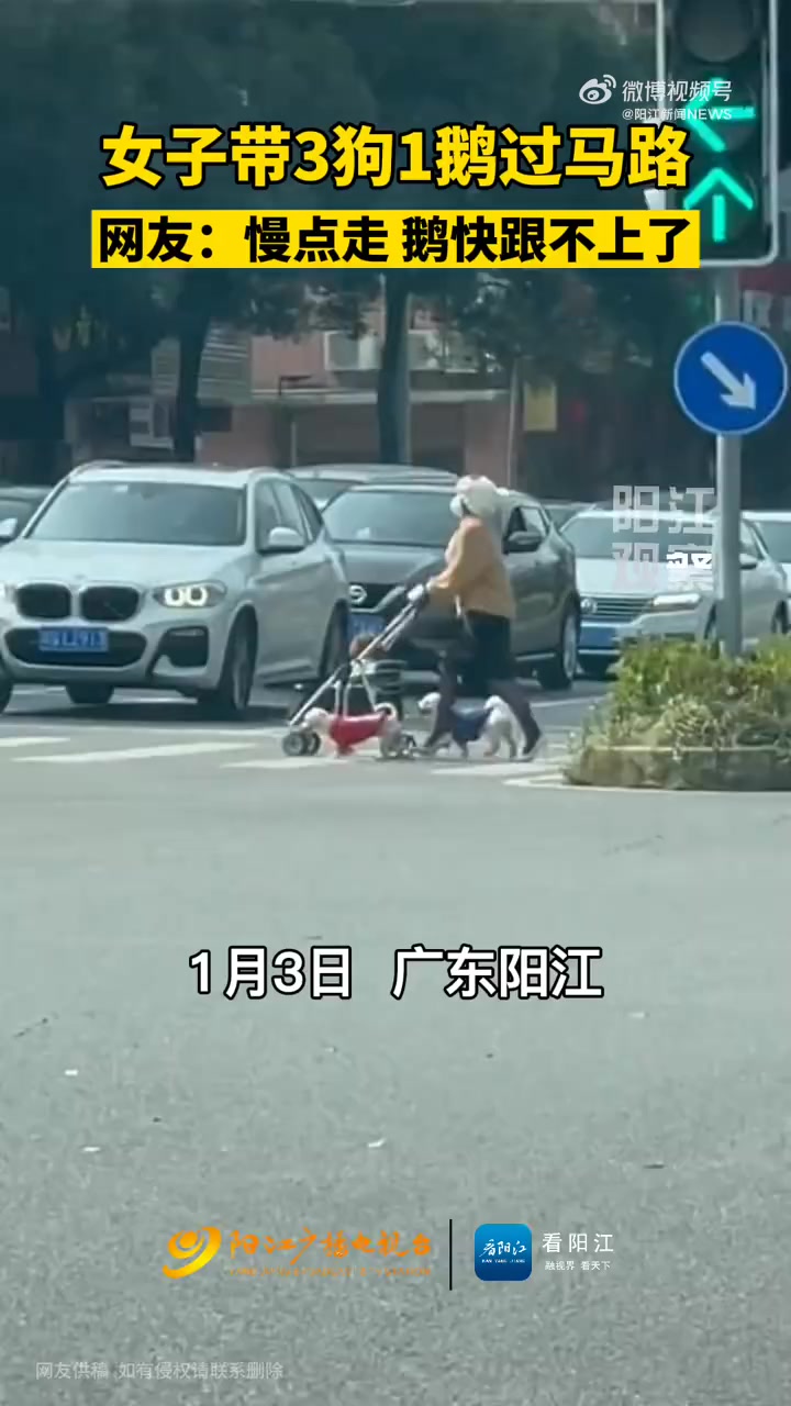 【广东一女子带3狗1鹅过马路 ,网友:慢点走,鹅快跟不上了!】2022年1月3日,广东阳江