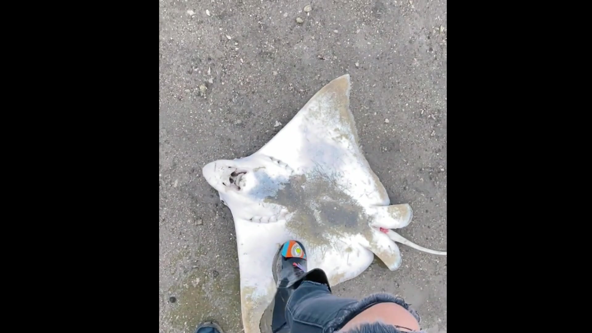 居然在沙滩上捡到这么一个庞然大物,你们那叫什么?被搁浅了