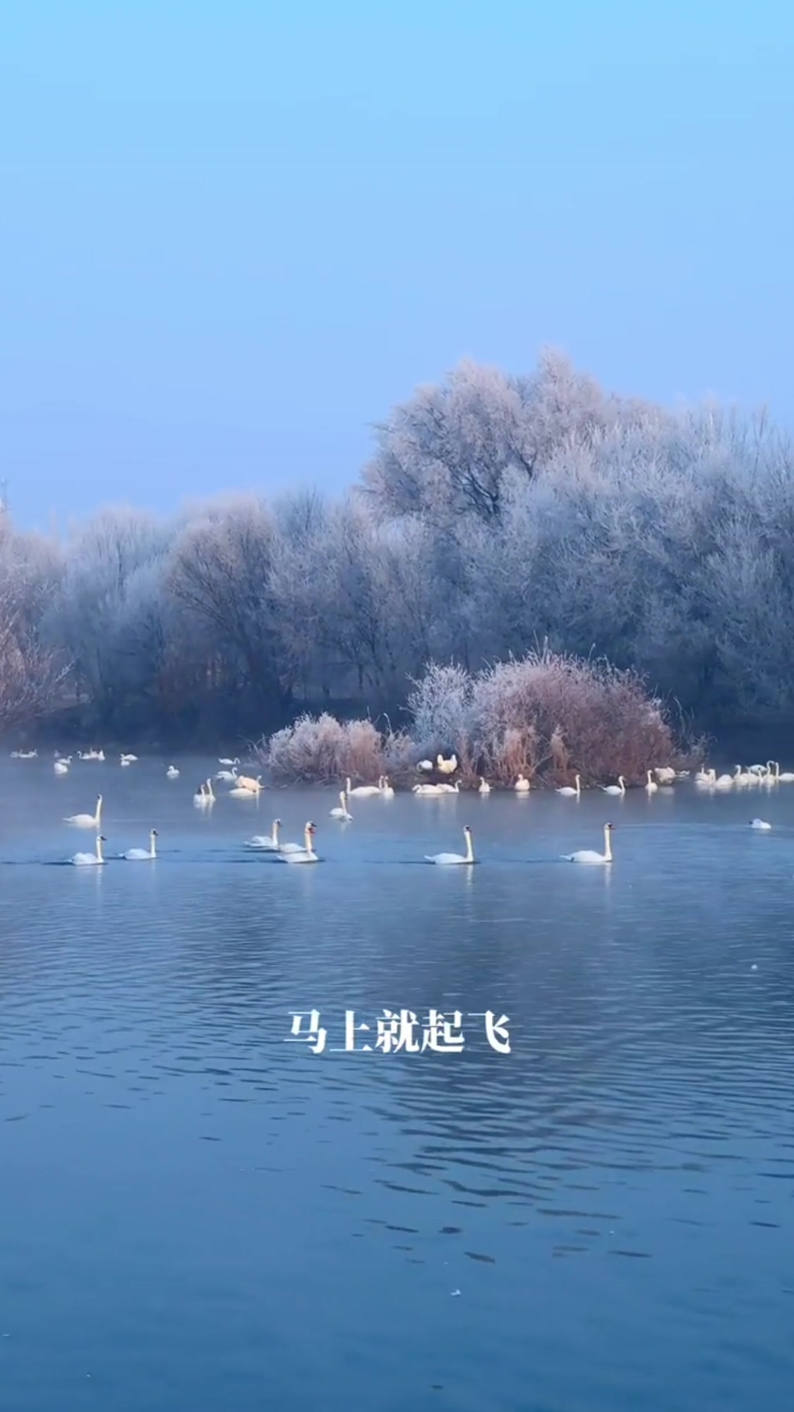 天鹅是怎么起飞的?你知道吗?