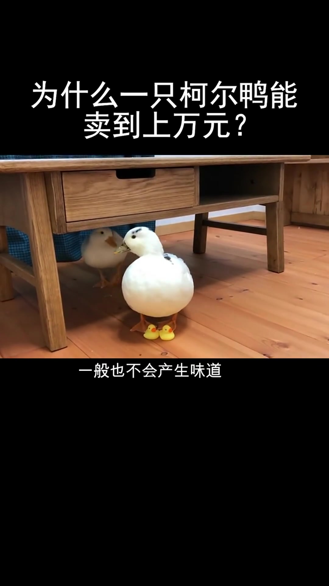 柯尔鸭为什么卖那么贵?