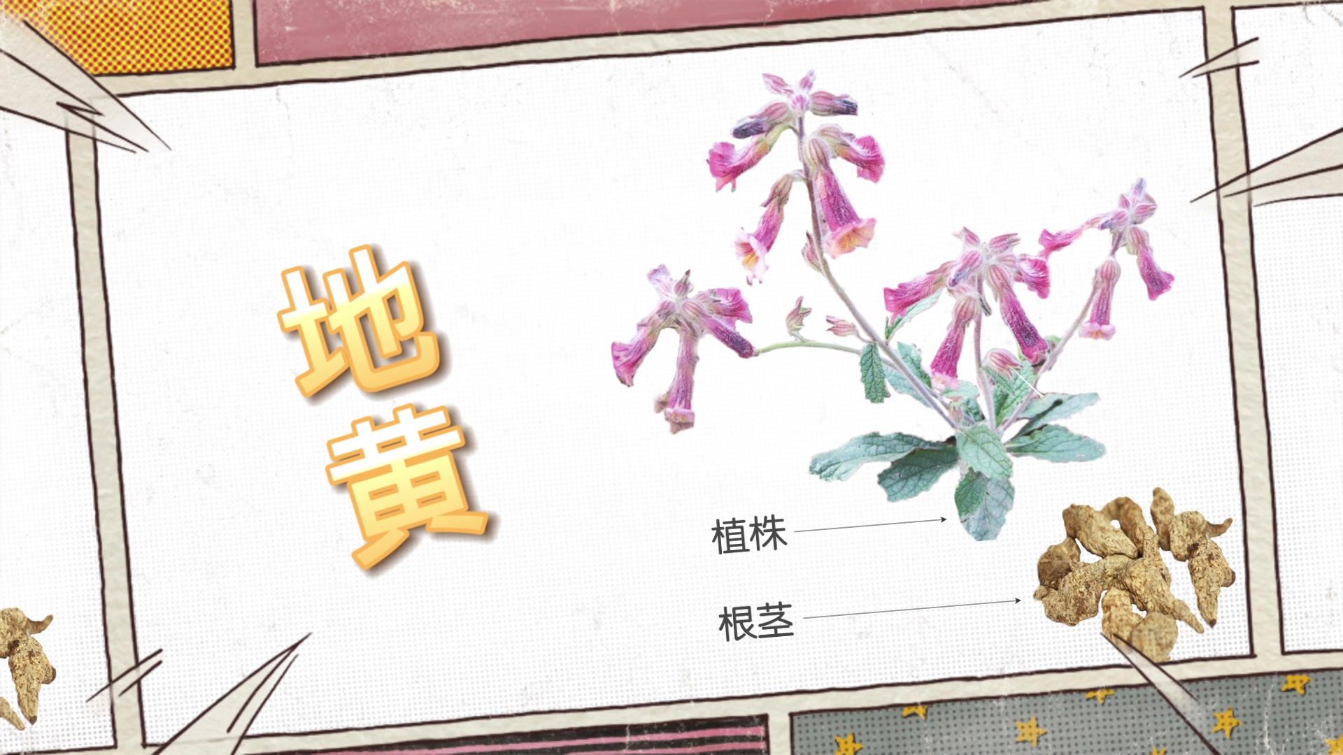 药材地黄 皮肤科医生是如何使用的?  