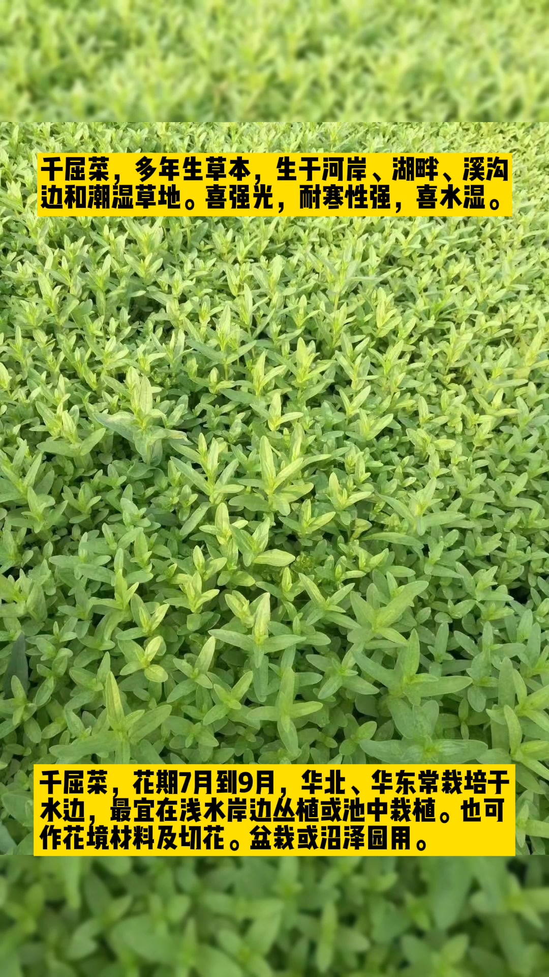 营养杯千屈菜 水生植物 千屈菜 千屈菜种植基地