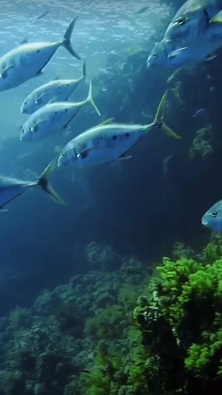 海底世界高清鱼类视频