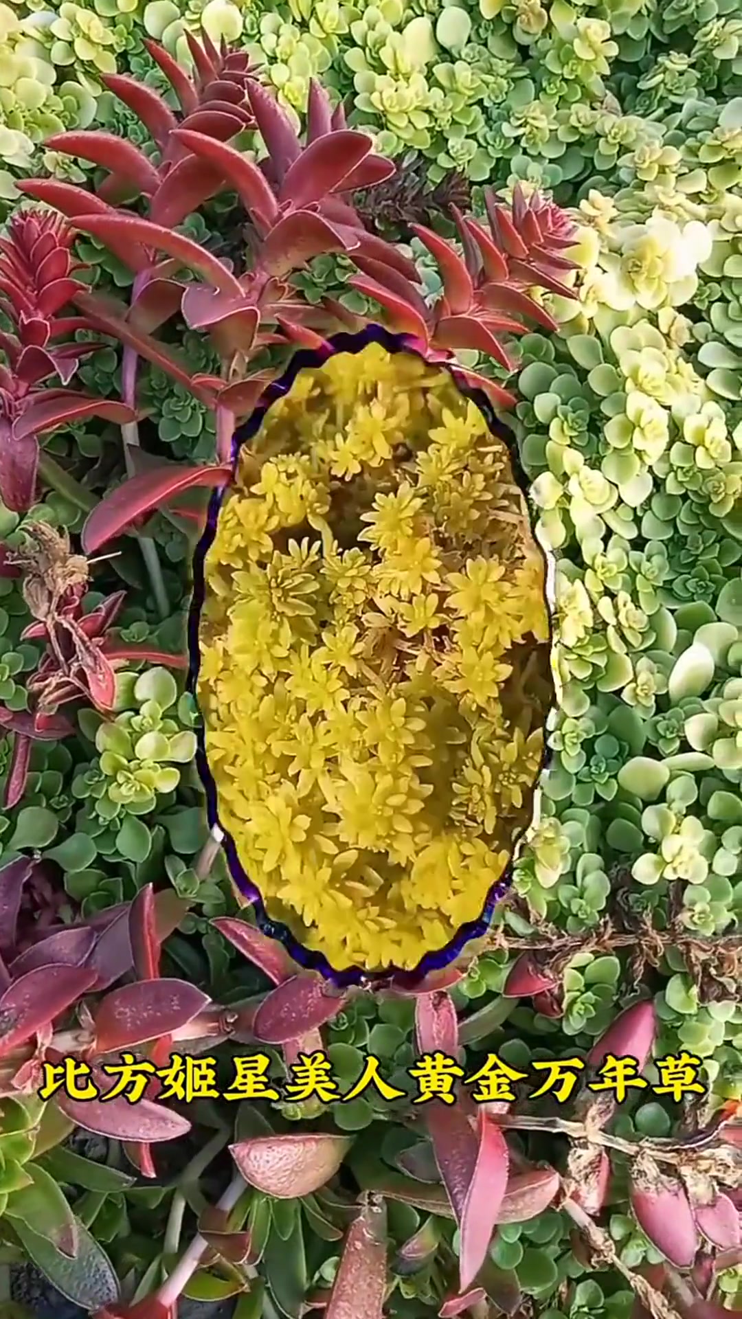 记住这三个方法,你的多肉一定快速爆盆