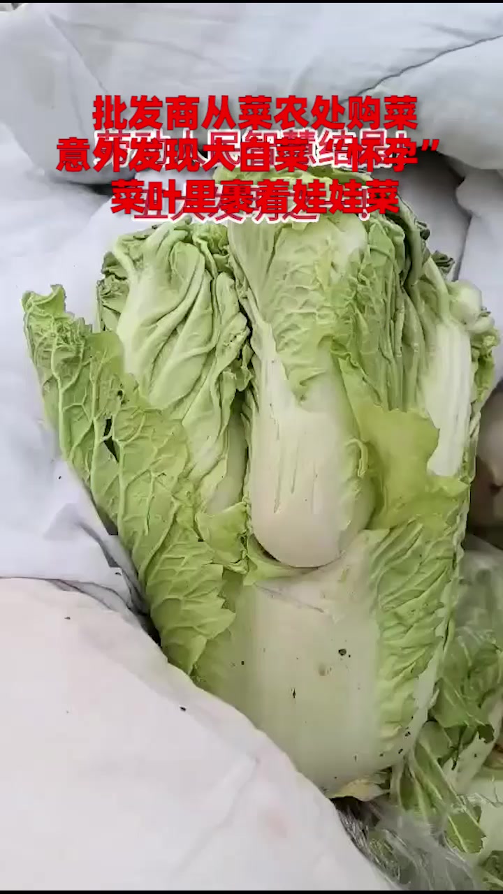 批发商从菜农处购菜,意外发现大白菜“怀孕”,菜叶里裹着娃娃菜