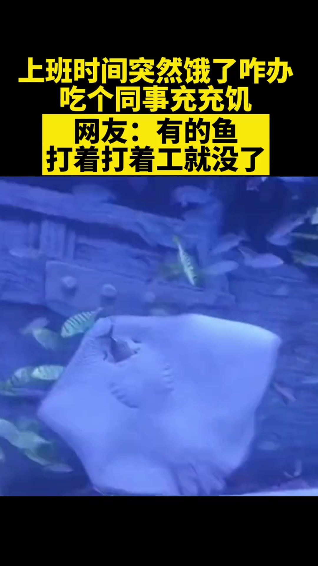 上班时间鳐鱼吃个同事充饥,网友:有的鱼打着打着工就没了