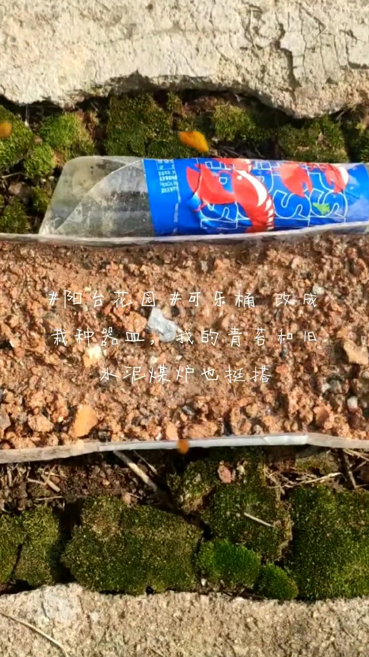 废物改造之榴莲千层蛋糕盒子组盆,青苔和草莓也挺搭