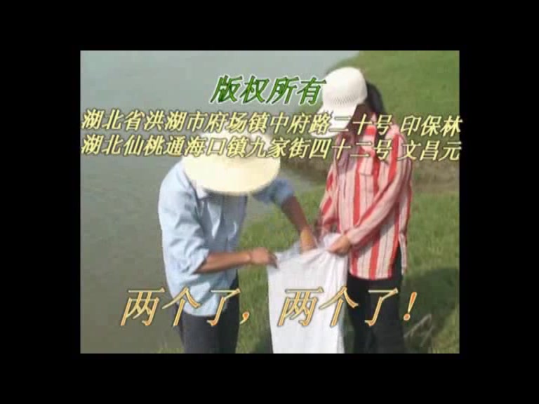 湖北省荆州市洪湖市捉鳖大师印保林用中草药拌猪肝钓甲鱼全程视频