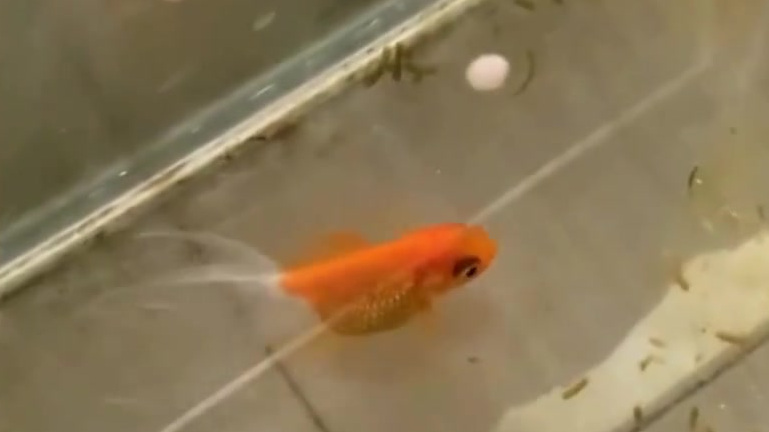 【东北一女子忘关窗鱼缸变冰块小鱼一“冻”不动!】1月11日,辽宁沈阳。一女子早晨起来开窗换