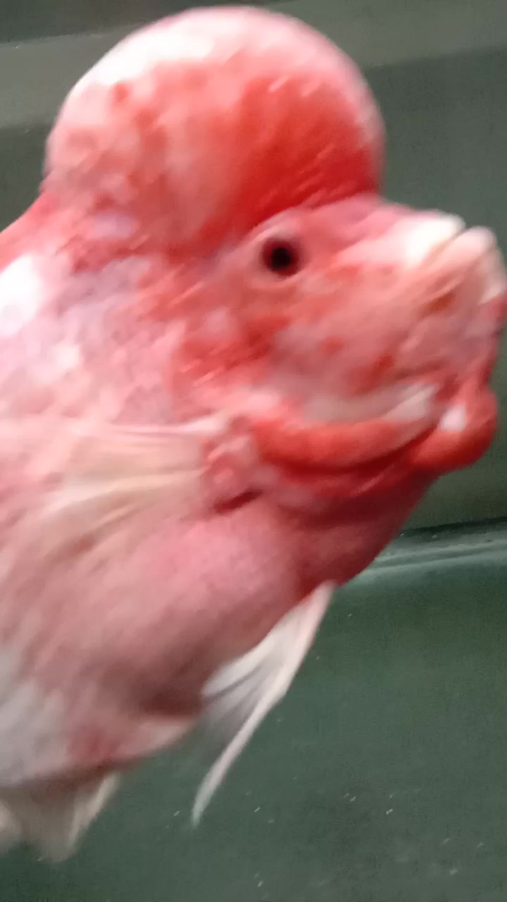 看看我的罗汉鱼头大吧?