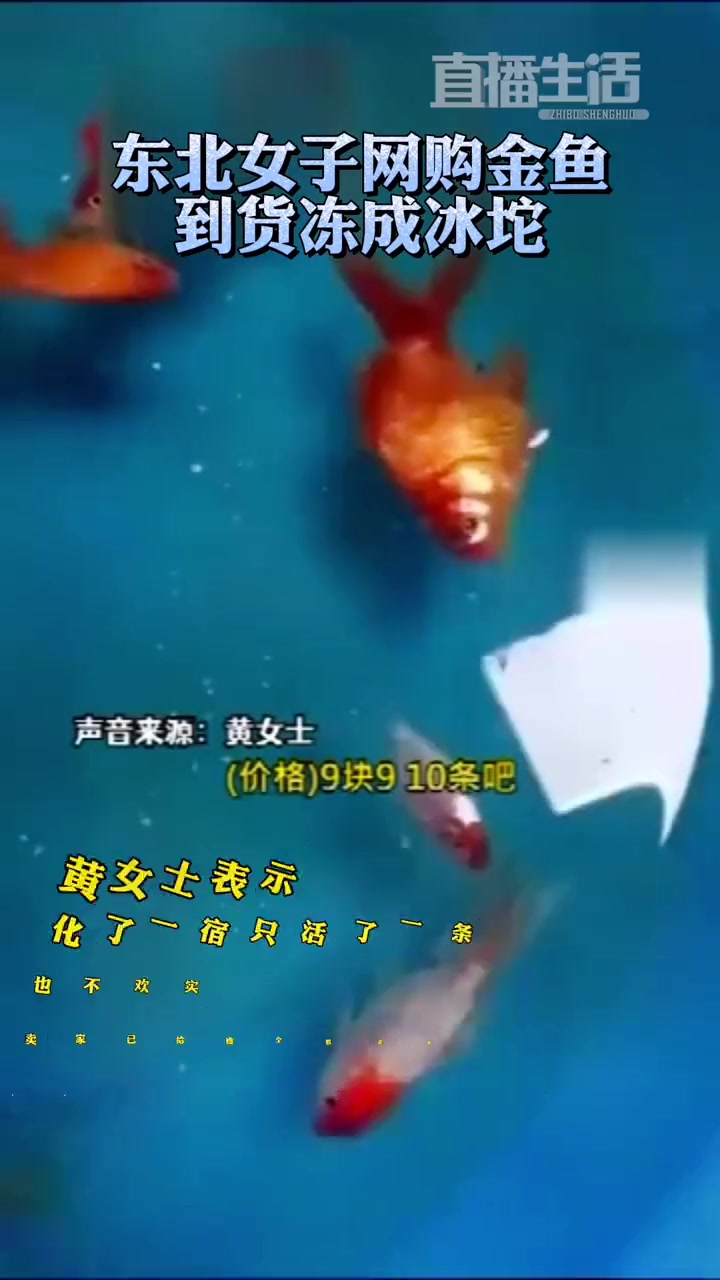 直播生活全媒体开启 捞干的说「东北女子网购金鱼到货冻成冰坨」
