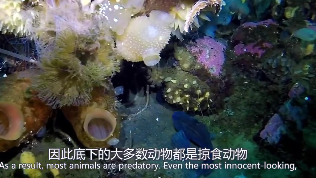 #重大放映室# 【极地深处的那些神秘生物们】说到生活在极地的生物,可能我们的第一反应都是北