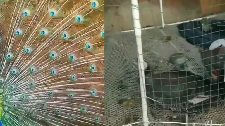 【上海男子网购孔雀苗养大成火鸡 】近日,来自上海的刘先生在黑猫平台投诉称,他于半年前网购了
