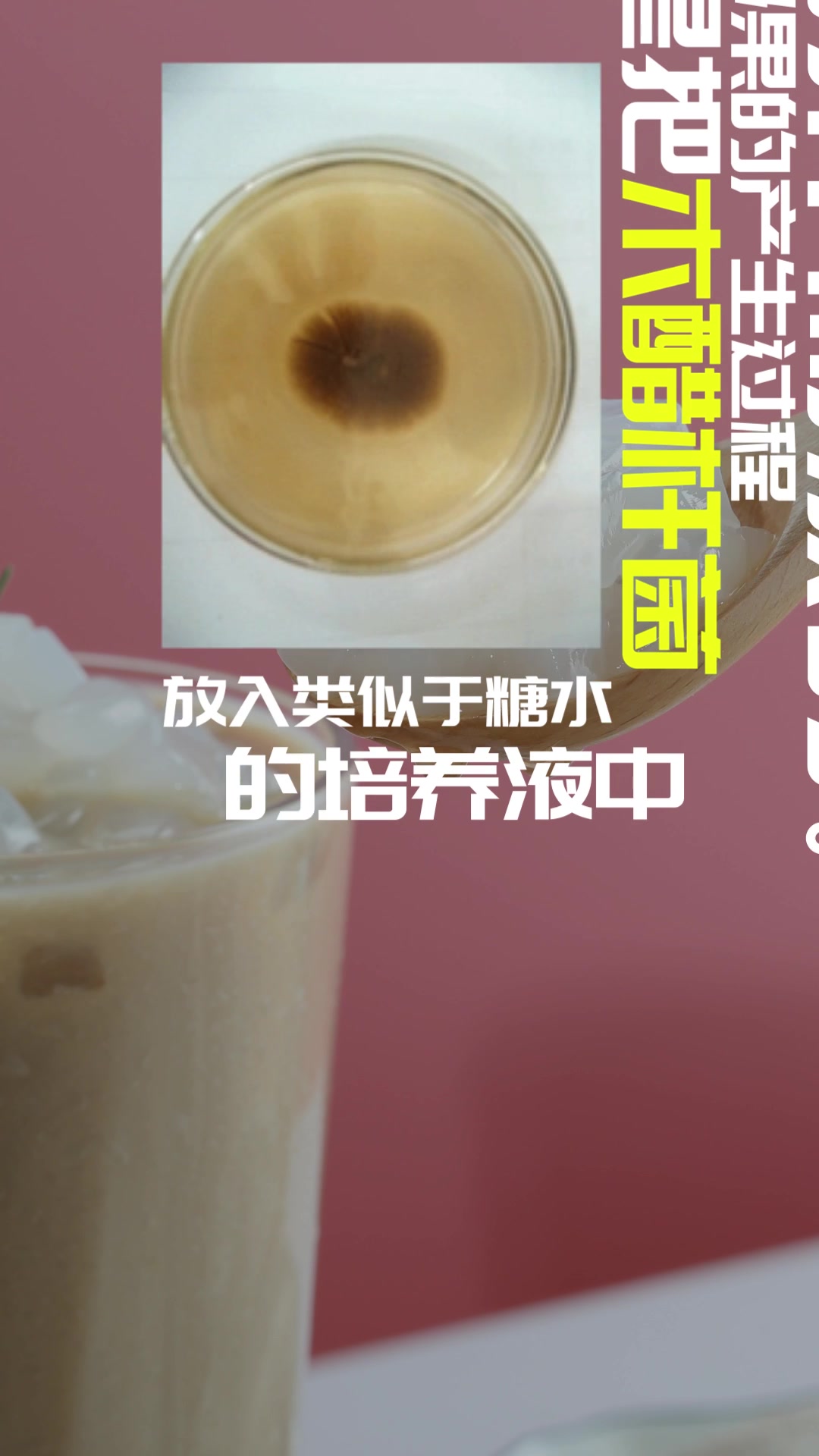奶茶里的椰果是椰子的果肉吗?