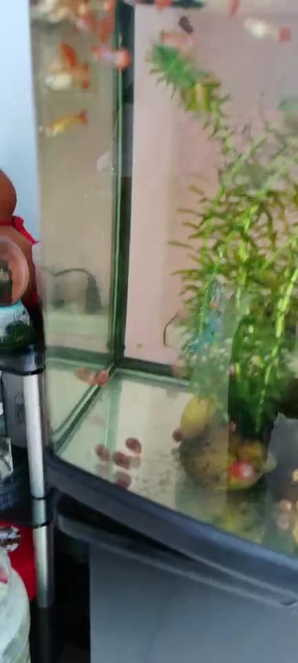 可爱的一缸全红凤尾鱼